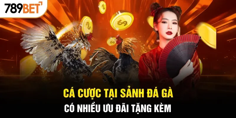 Cá cược tại sảnh đá gà có nhiều ưu đãi tặng kèm